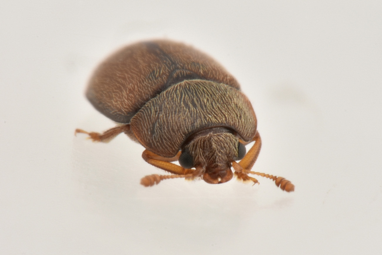 Nitidulidae: Epuraea sp.? cfr. Epuraea (Micruria) melanocephala